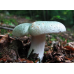 Мицелий Сыроежки зеленоватой (Russula virescens)